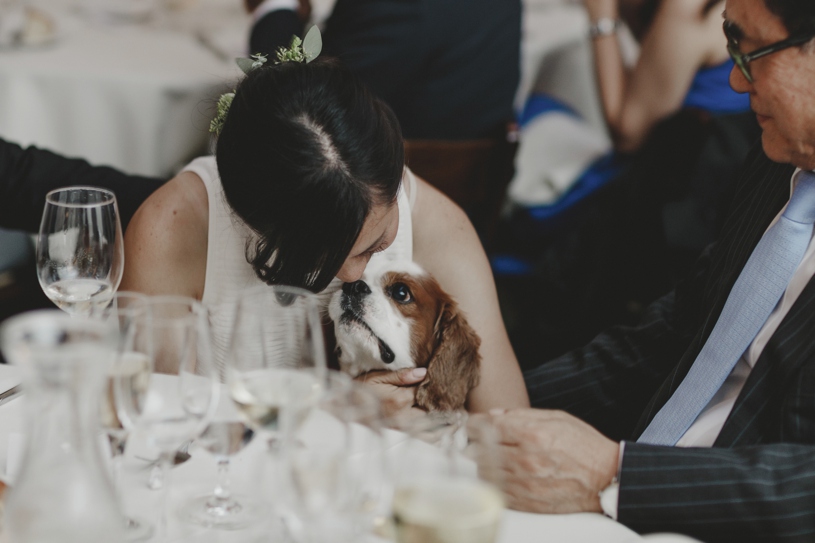 adorable dog at a wedding loving on the bride and groom in san francisco by heather elizabeth photography 